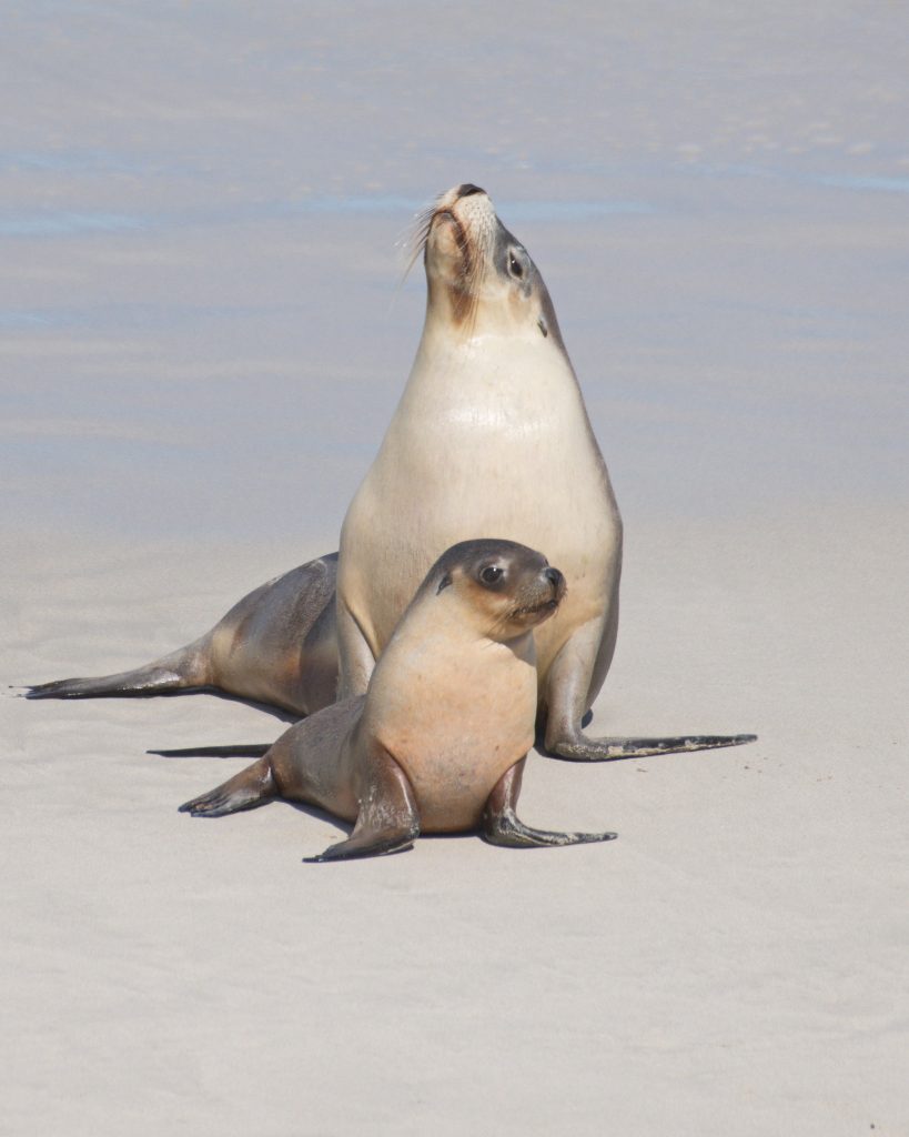 Australian Sea lions at Seal Bay photo Nikki Redman. Feature in Legend of the Lighthouse Moon by Helen Edwards