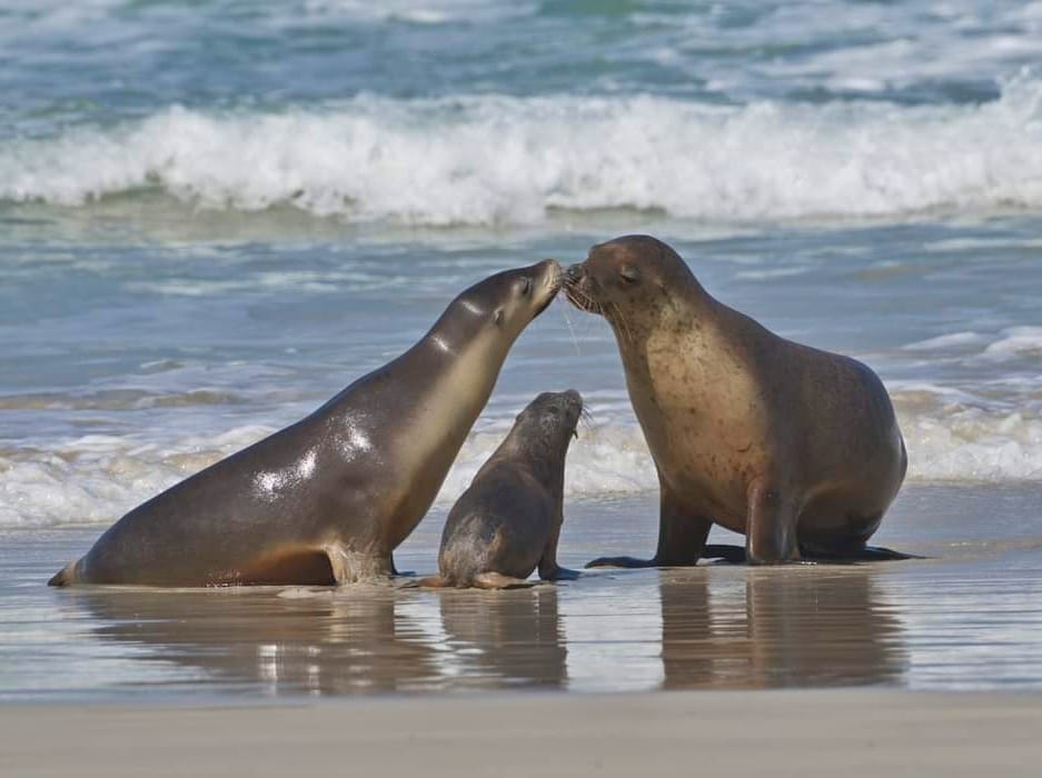 Australian Sea Lions Seal Bay Kangaroo Island in Legend of the Lighthouse Moon by Helen Edwards. Photo Nikki Redman